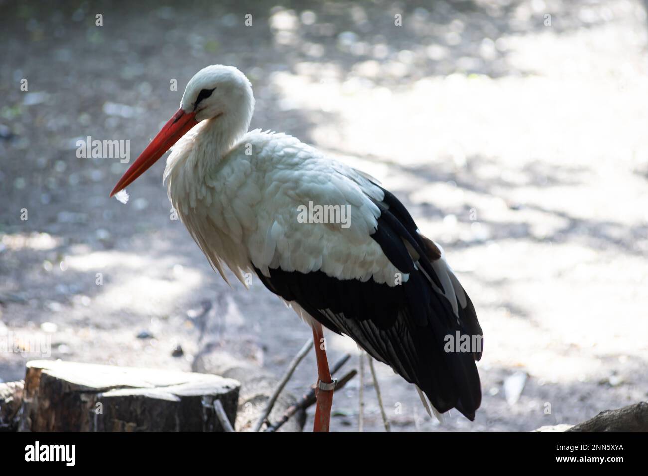 Primo piano di un uccello europeo bianco cicogna all'aperto. Foto Stock