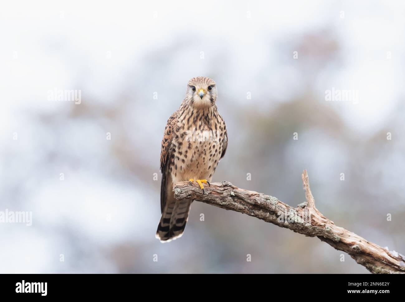 Primo piano di un gheppio comune arroccato su un ramo di albero, Inghilterra. Foto Stock