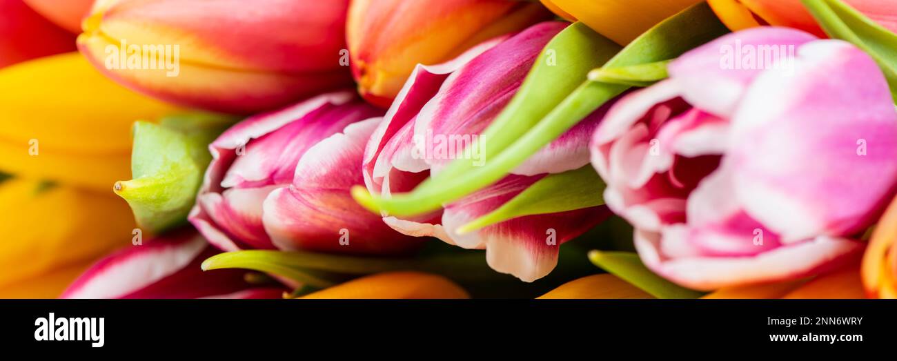 Mazzetto di coloratissimi fiori tulipano Foto Stock