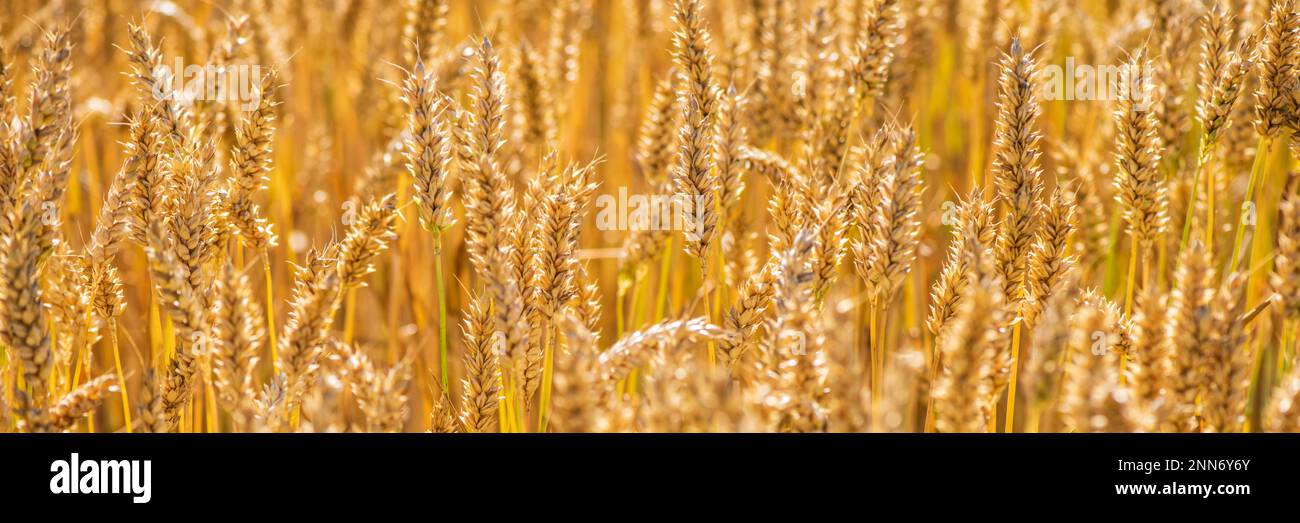 grano in un campo prima di raccolto Foto Stock