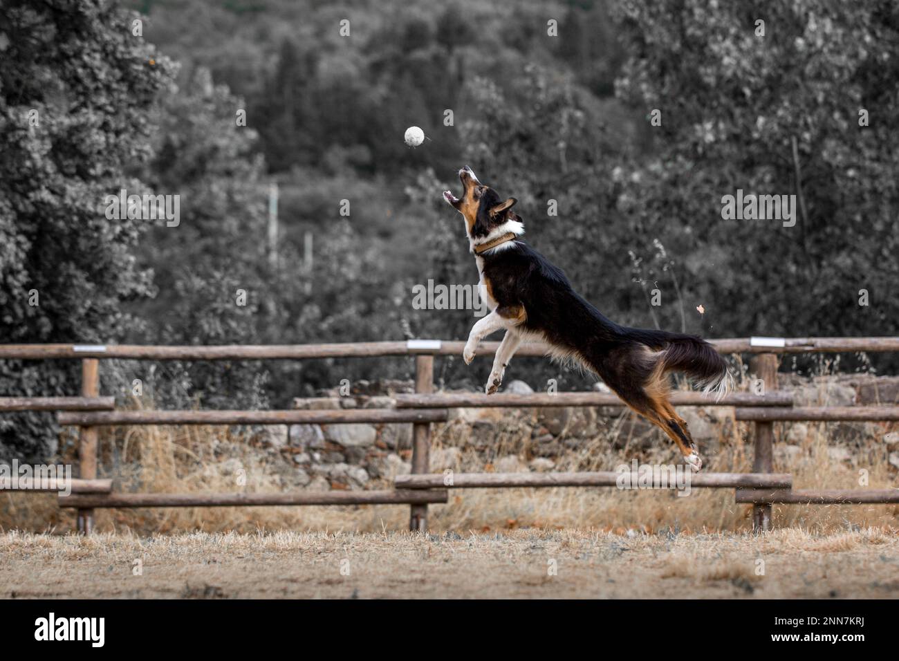 Bellissimi cani Foto Stock