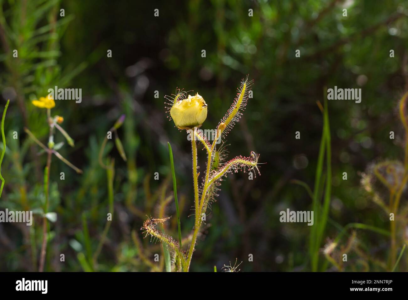 Drosera cistiflora fiorita gialla in habitat naturale Foto Stock