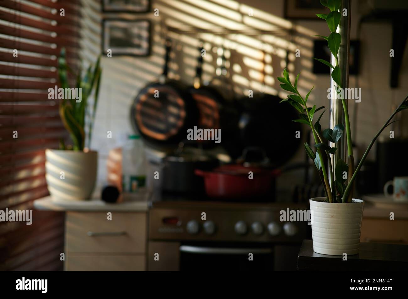 Interno con pianta ZZ e palo di metallo in primo piano laterale e sfondo sfocato della cucina e del sole attraverso le persiane Foto Stock
