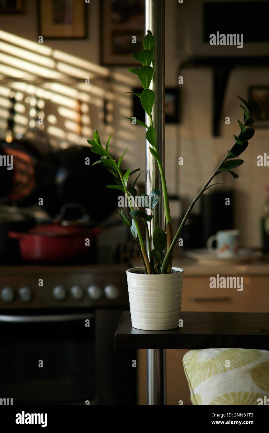 Interno con pianta ZZ e palo di metallo in primo piano laterale e sfondo sfocato della cucina e del sole attraverso le persiane Foto Stock