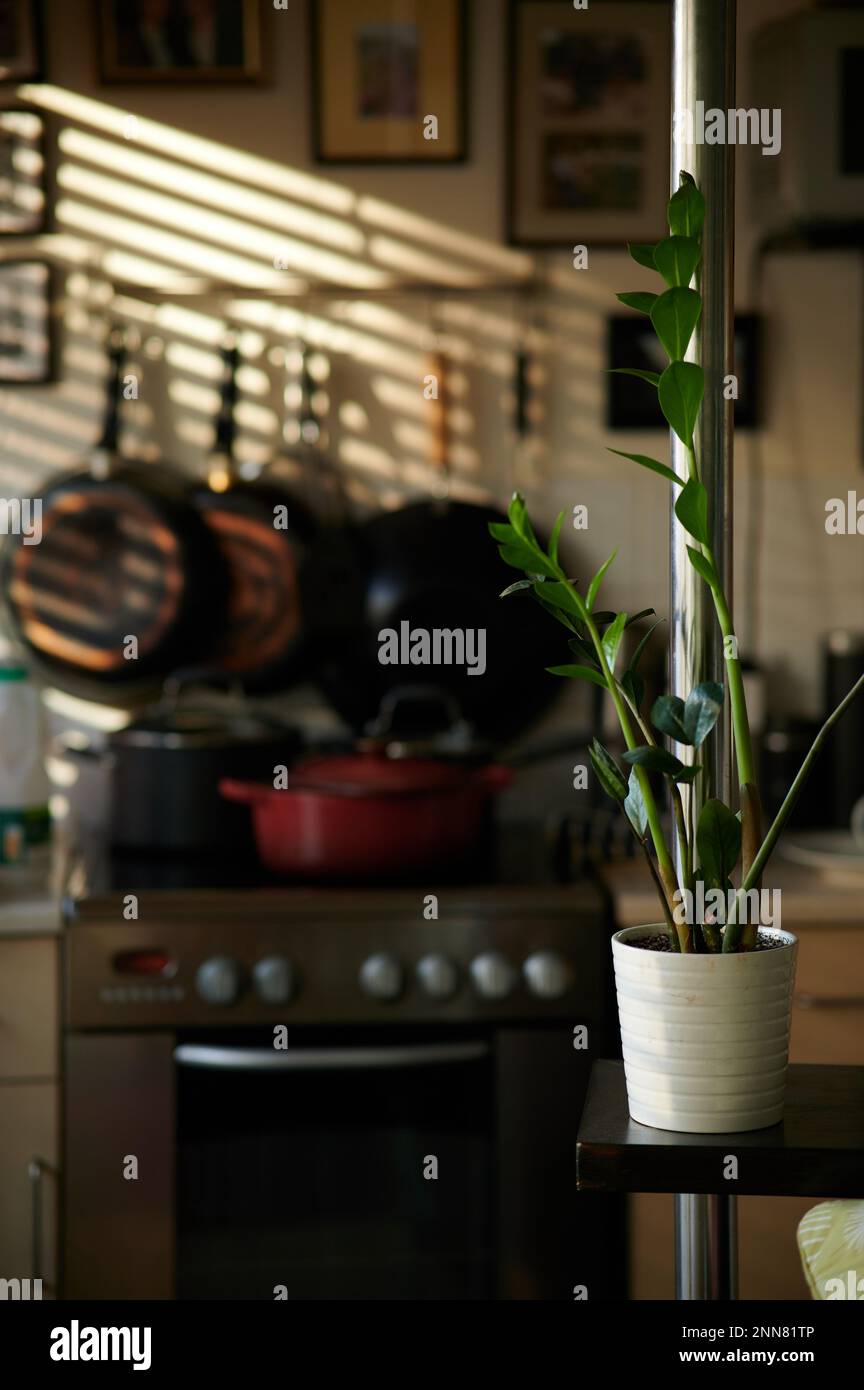 Interno con pianta ZZ e palo di metallo in primo piano laterale e sfondo sfocato della cucina e del sole attraverso le persiane Foto Stock