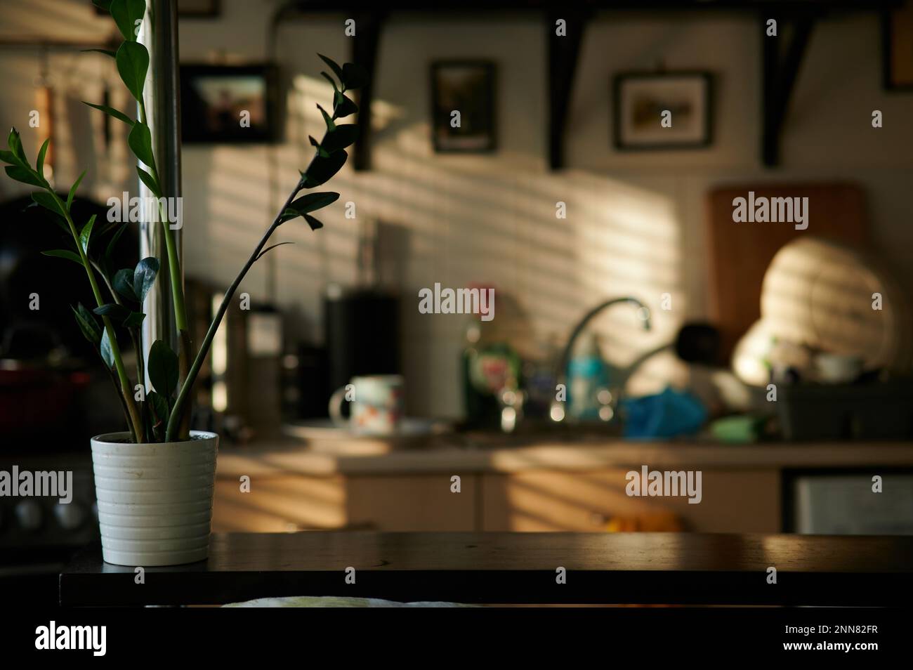 Interno con pianta ZZ e palo di metallo in primo piano laterale e sfondo sfocato della cucina e del sole attraverso le persiane Foto Stock