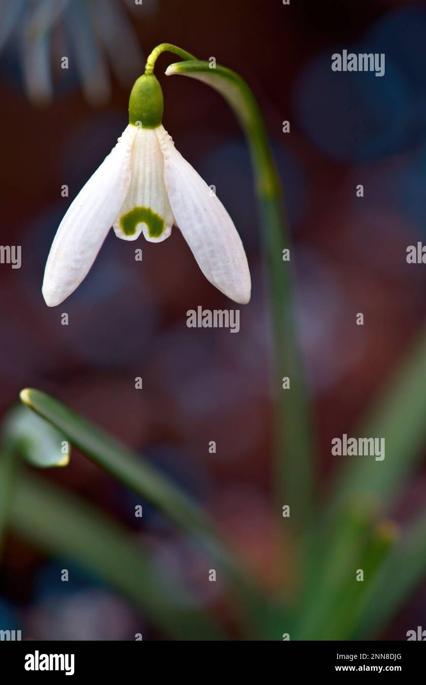 Gocce di neve, Macro Foto Stock