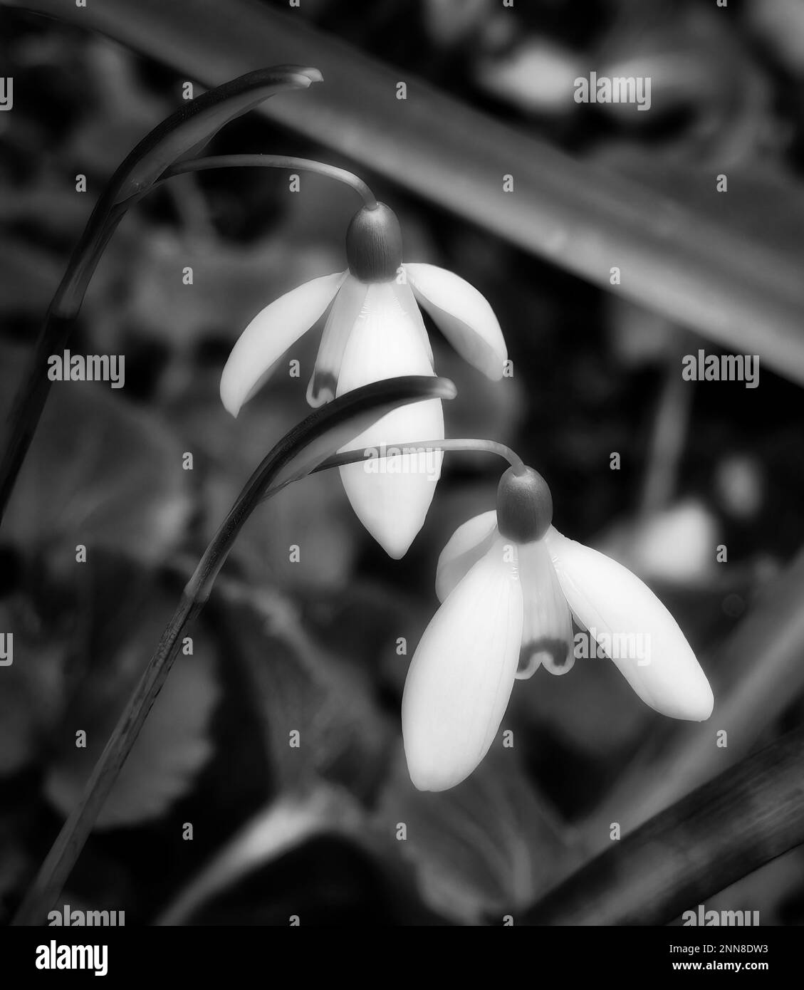 Gocce di neve, Macro Foto Stock