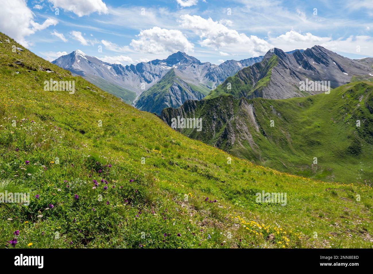 Enormi vette montane visibili dall'Alp Trida Sattel in Austria verso la Svizzera. In primo piano molti fiori ed erbe ed anche un cielo nuvoloso. Foto Stock