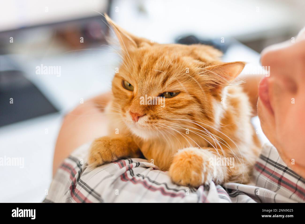L'uomo in camicia a quadri sta coccolando il gatto dello zenzero carino. Amante del gatto e animale domestico soffice. Proprietario dell'animale domestico con il suo animale domestico. Foto Stock
