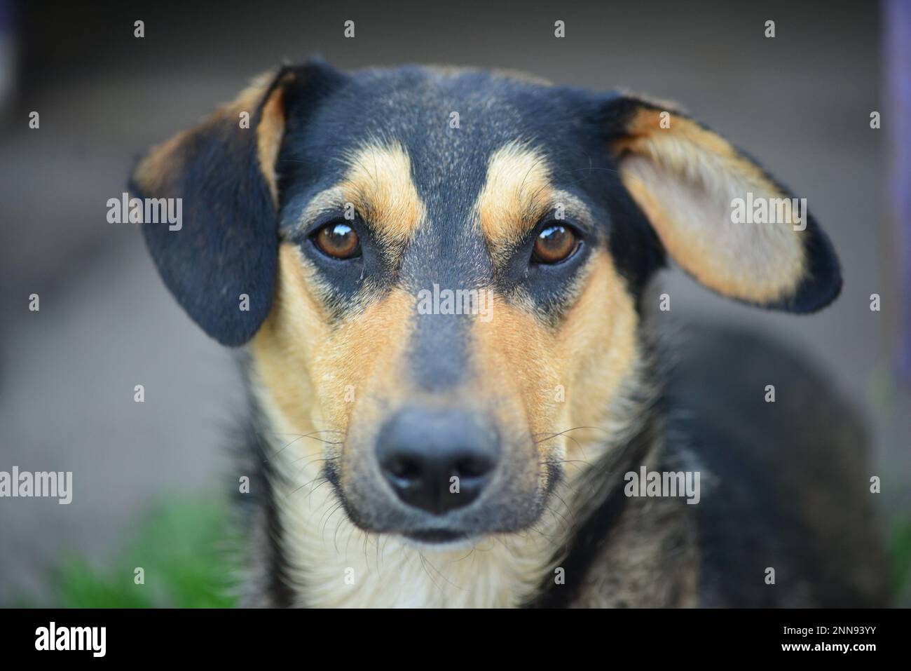 Ritratto di un cane nero con una museruola gialla. Bel mongrel con orecchie lunghe. Cura per gli animali senza tetto. Foto Stock