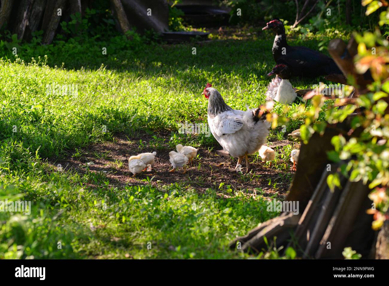 Gallina bianca e polli appena schiusa. Foto Stock