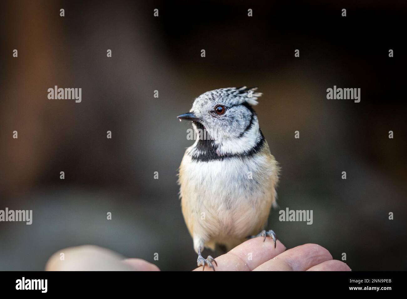 Tit crested appollaiato su una mano Foto Stock