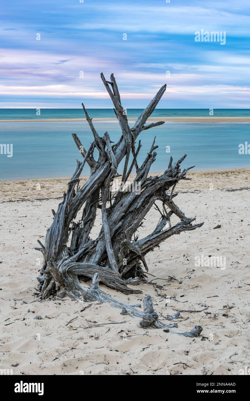 Driftwood sulla spiaggia, Lago superiore, Pictured Rocks National Lakeshore, Munising, Alger Co., Michigan Foto Stock