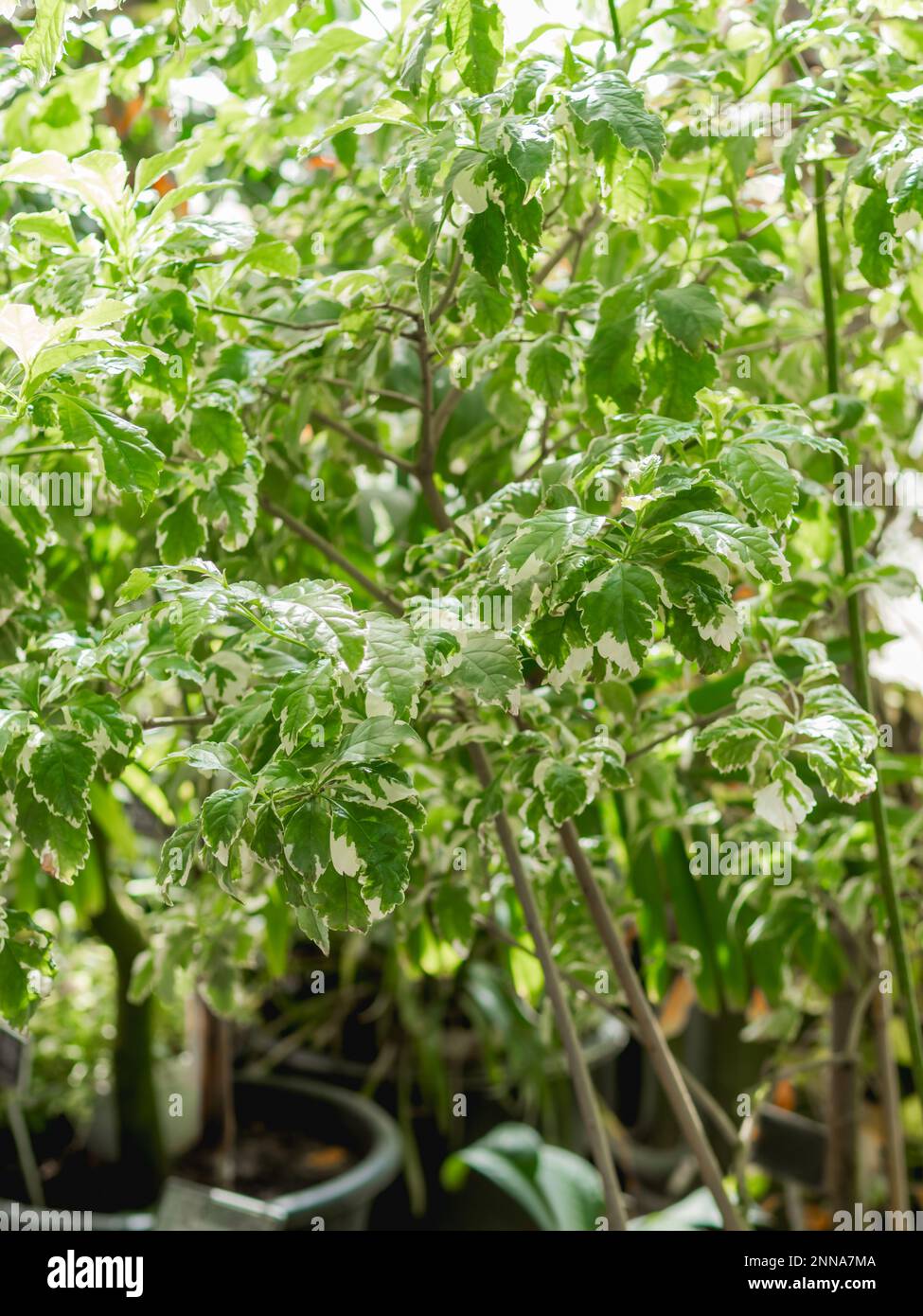 Foglie verdi appuntite di Duranta erecta alla luce del sole. Arbusto fiorito in famiglia verbena. Giardinaggio e floricoltura in serra. Foto Stock