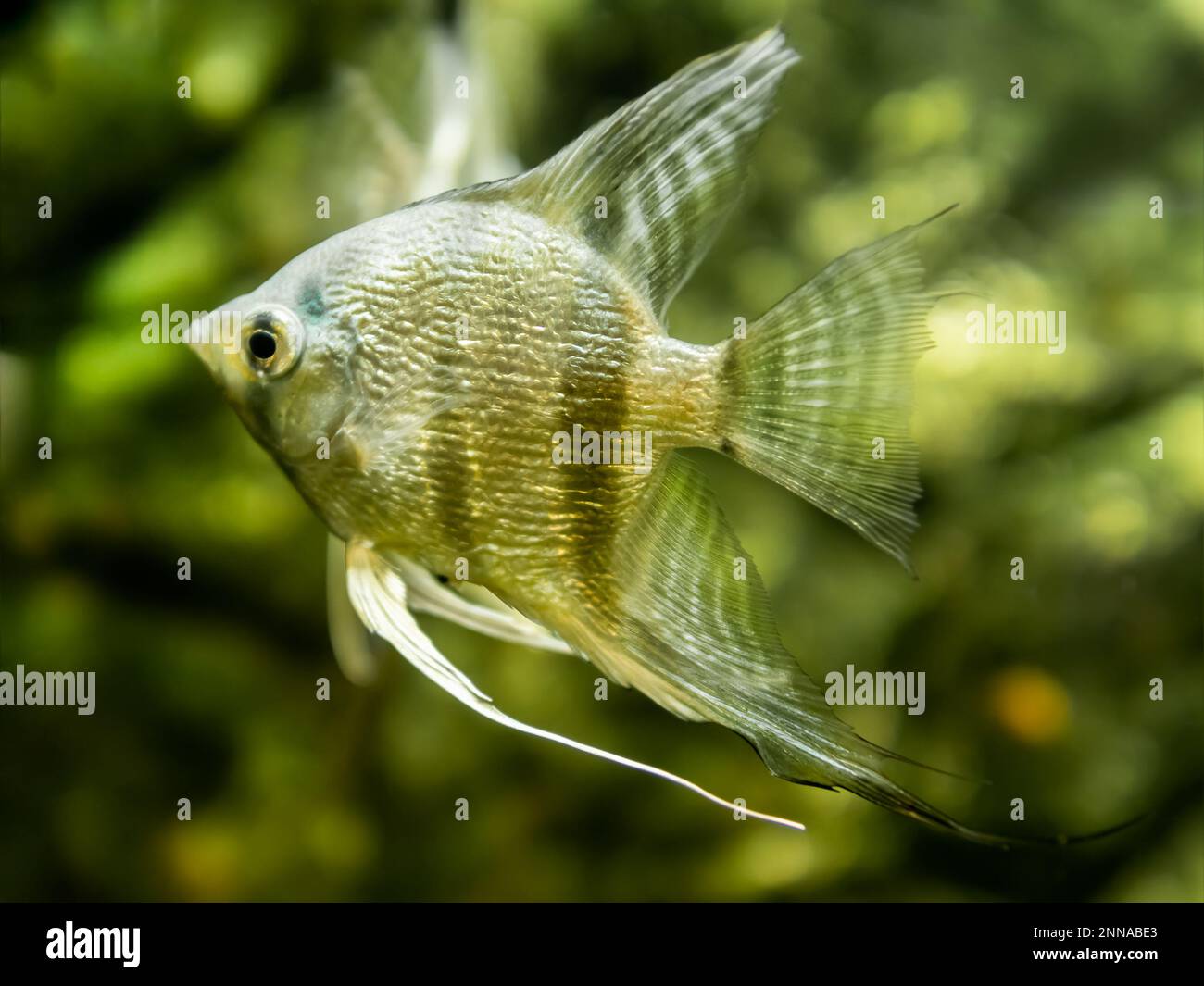 Pterophyllum scalare galleggiante o pesce angelo in vasca. Pesci d'acquario d'acqua dolce con squame lucente. Foto Stock
