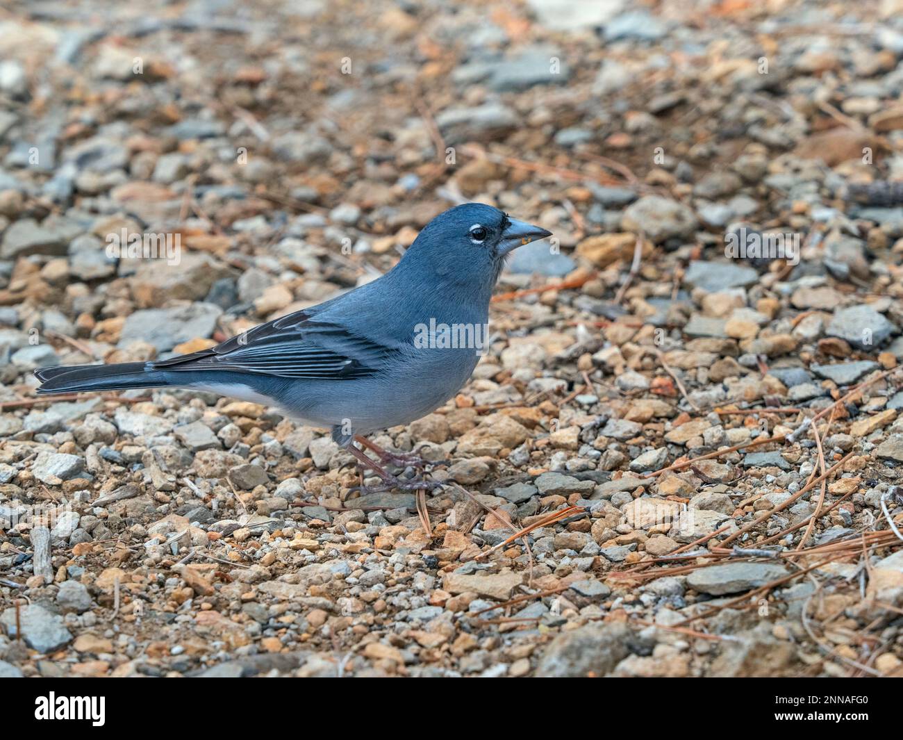 Tenerife blu chaffinch Fringilla teydea maschio a metà febbraio Foto Stock