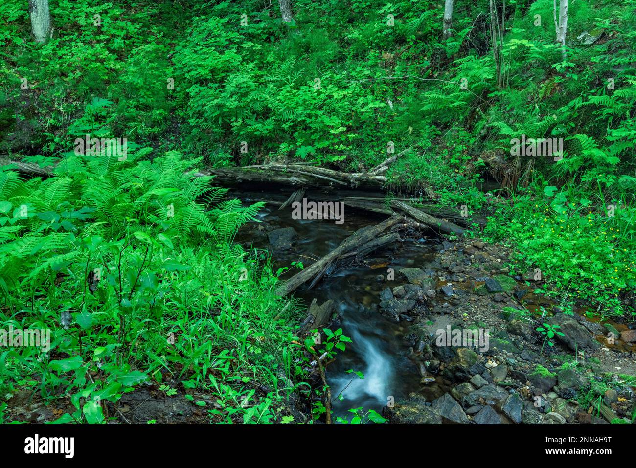 Piccolo ruscello nella Upper Peninsula del Michigan, Munising, Alger Co., MI Foto Stock