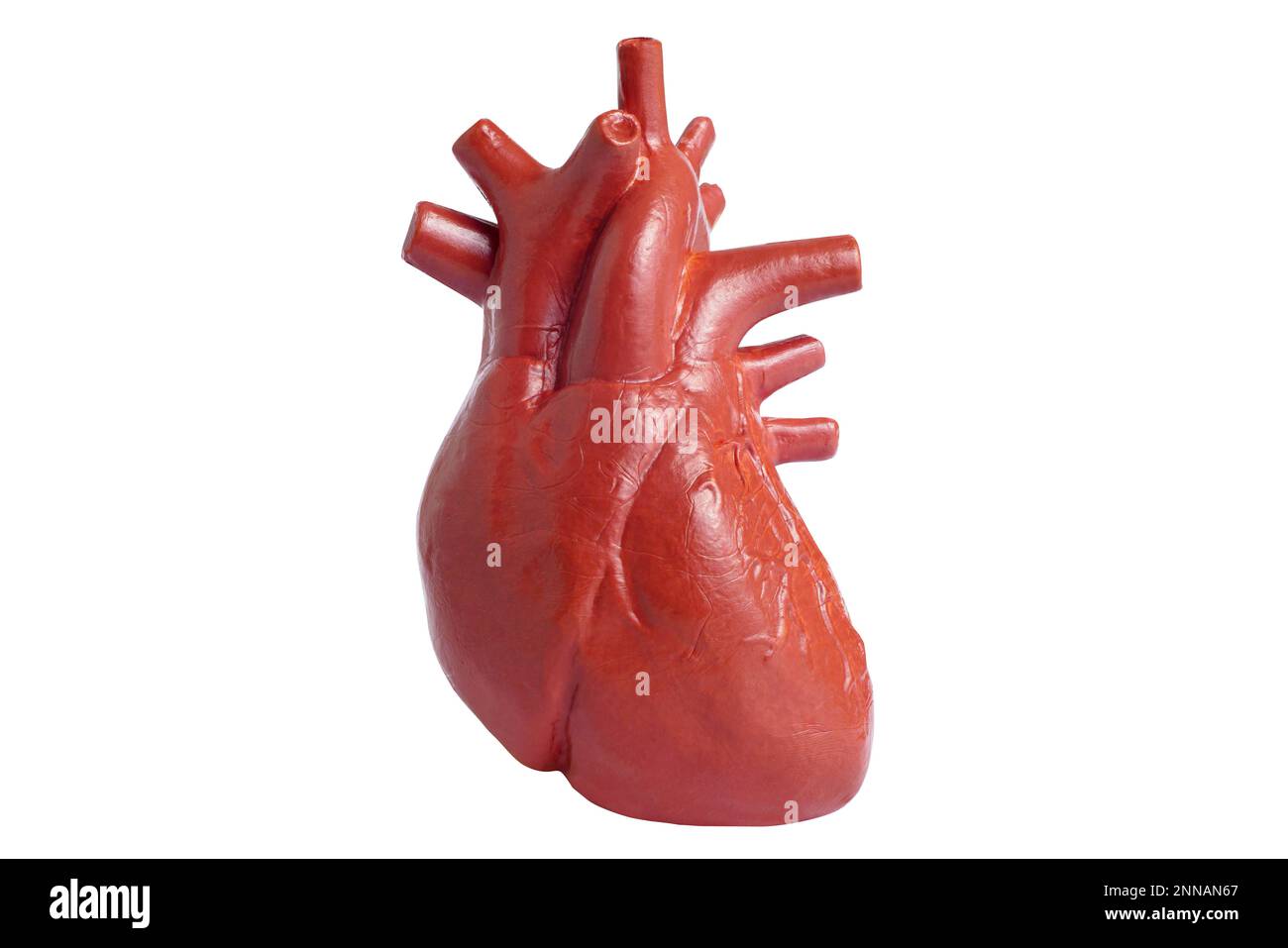 Modello del cuore umano isolato su sfondo bianco. Organo interno giocattolo per imparare l'anatomia. Foto Stock