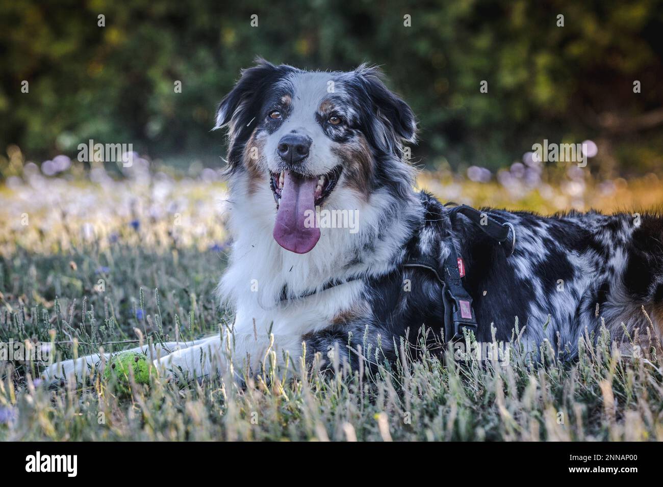 Bellissimi cani Foto Stock