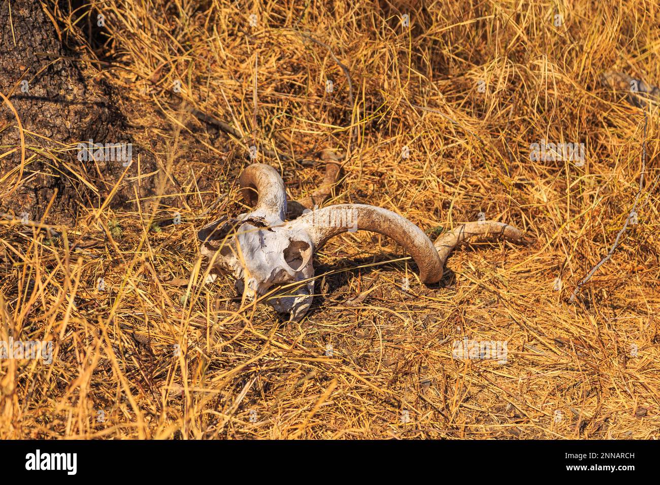 Essiccazione di antilopi morti tra l'erba nel Parco Nazionale dell'Altopiano di Waterberg, Kalahari, Otjiwarongo, Namibia, Africa. Foto Stock