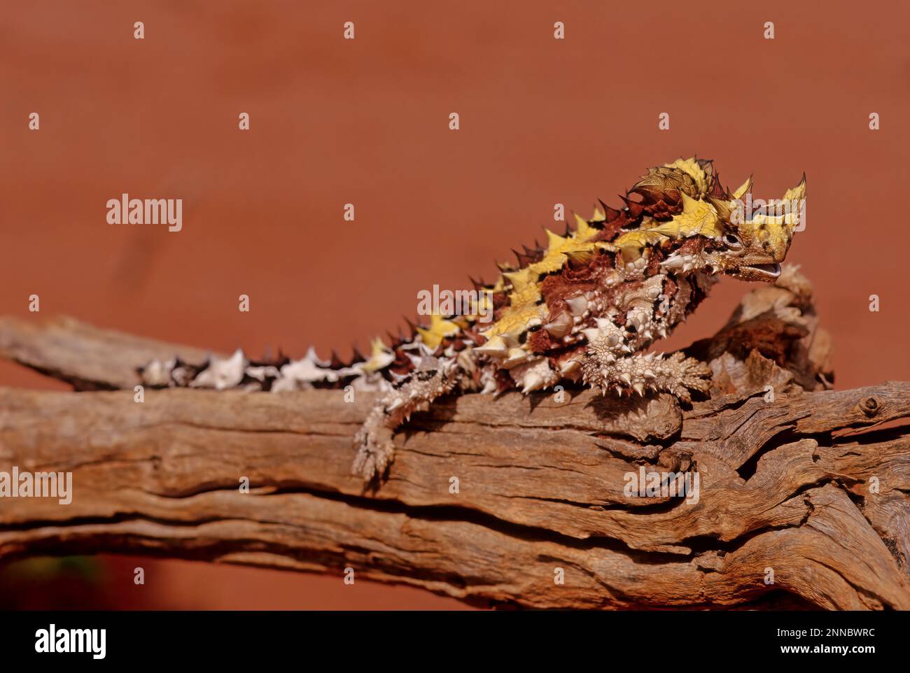 Il diavolo spinoso (Mooch horridus), noto anche come diavolo di montagna, lucertola spinosa, drago spinoso, e moloch, è una specie di lucertola nel Foto Stock