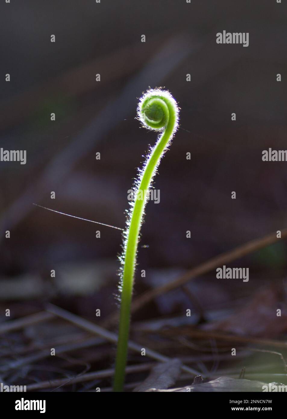 una felce si srotola verso il sole Foto Stock