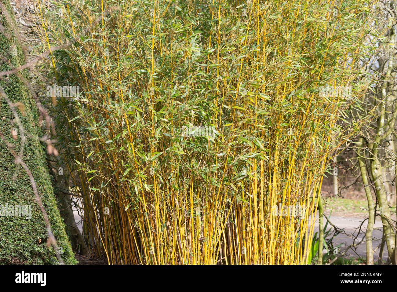 Primo piano di piante di bambù Yellow Groove, Phyllostachys aureosulcata, che crescono accanto a una siepe di tasso. Foto Stock