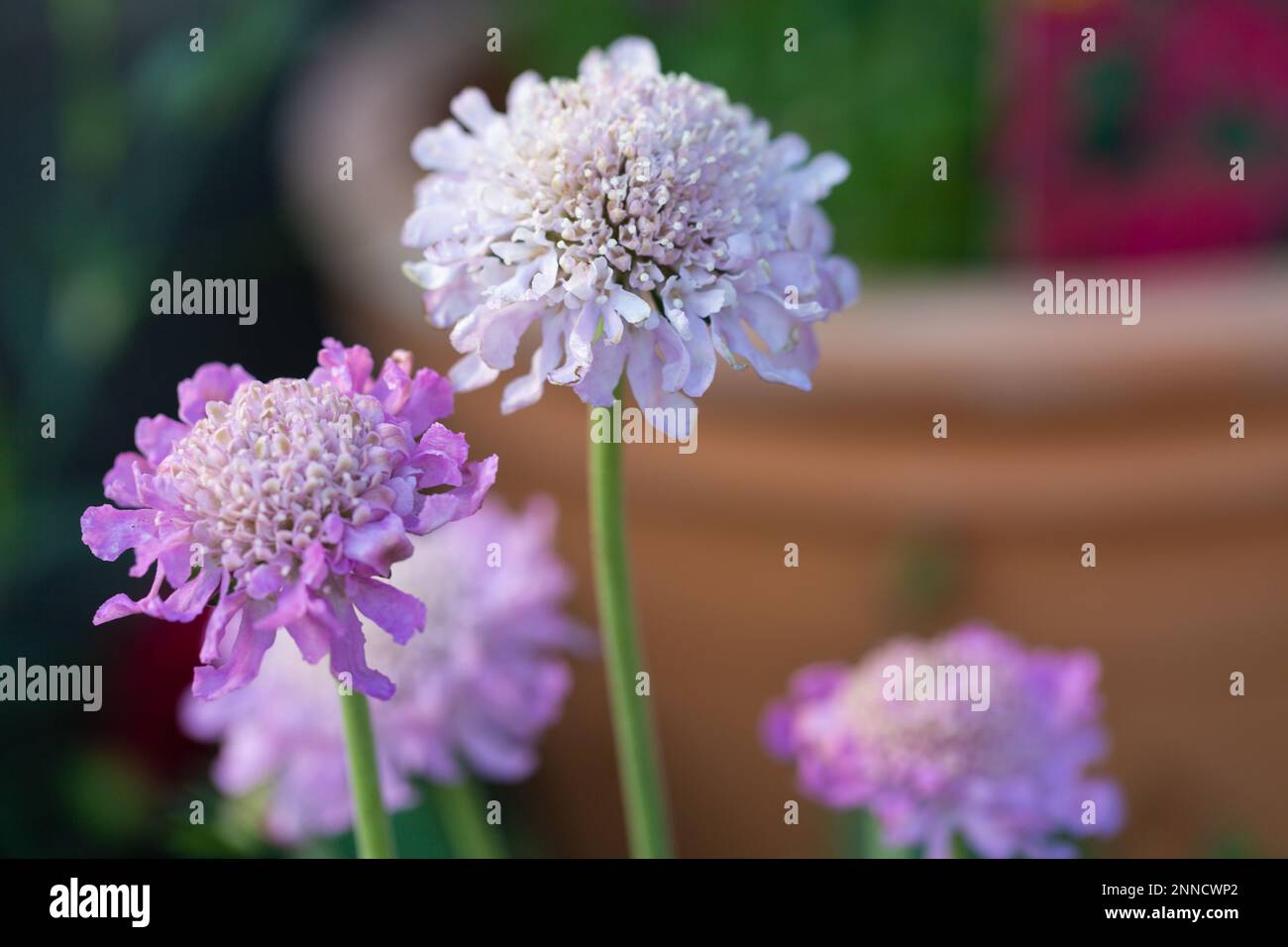 Scabious Pink Mist , Scabiosa columbaria Foto Stock