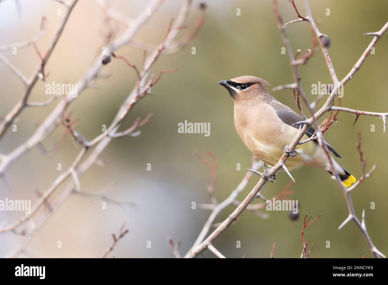 Waxwing arroccato su un albero. Foto Stock