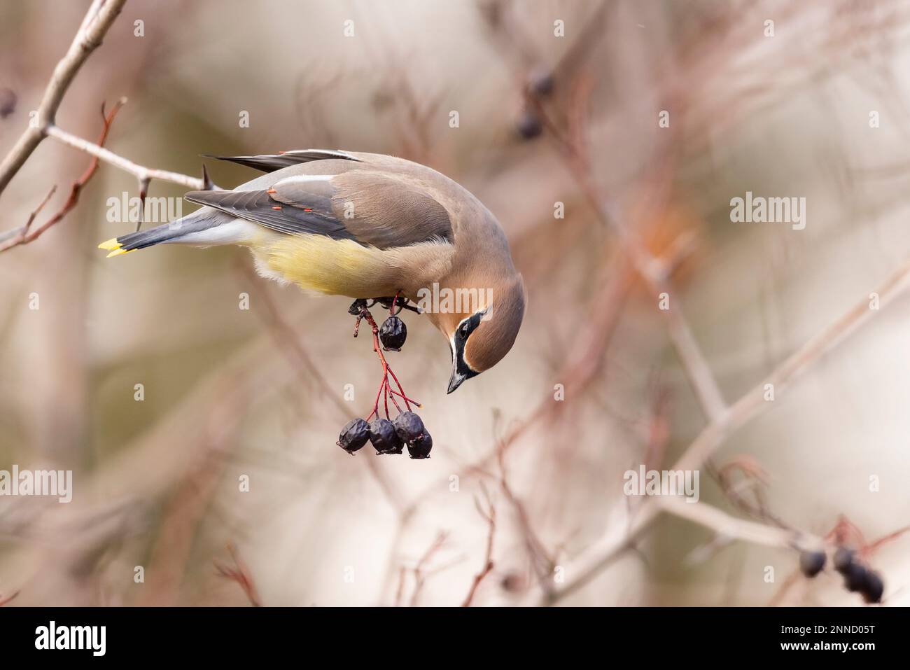 Ceretta di raccogliere bacche da un albero. Foto Stock