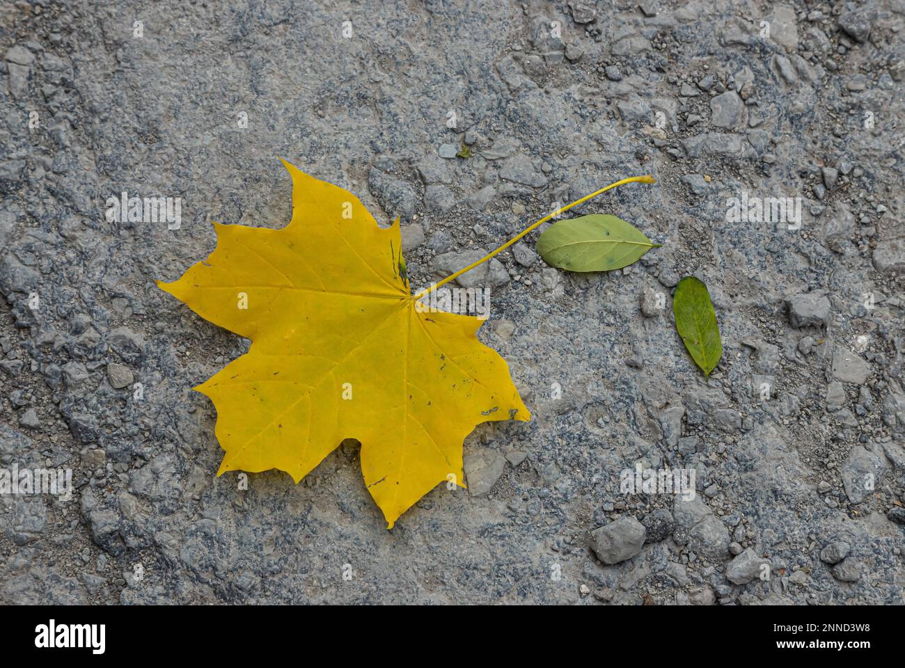 Bella foglia di acero giallo autunno, si trova su asfalto bagnato, solitario, vista dall'alto, primo piano, spazio copia. Simbolo di autunno e raffreddamento -foglia caduta ingiallita di Foto Stock