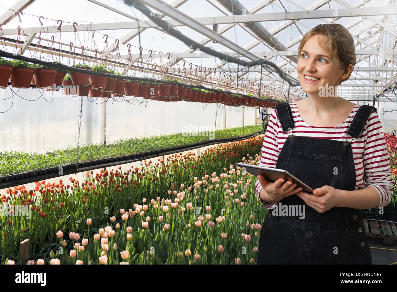 Una donna contadina tiene in mano un tablet e rimane accanto alle serre. Tecnologie in agricoltura. Foto Stock