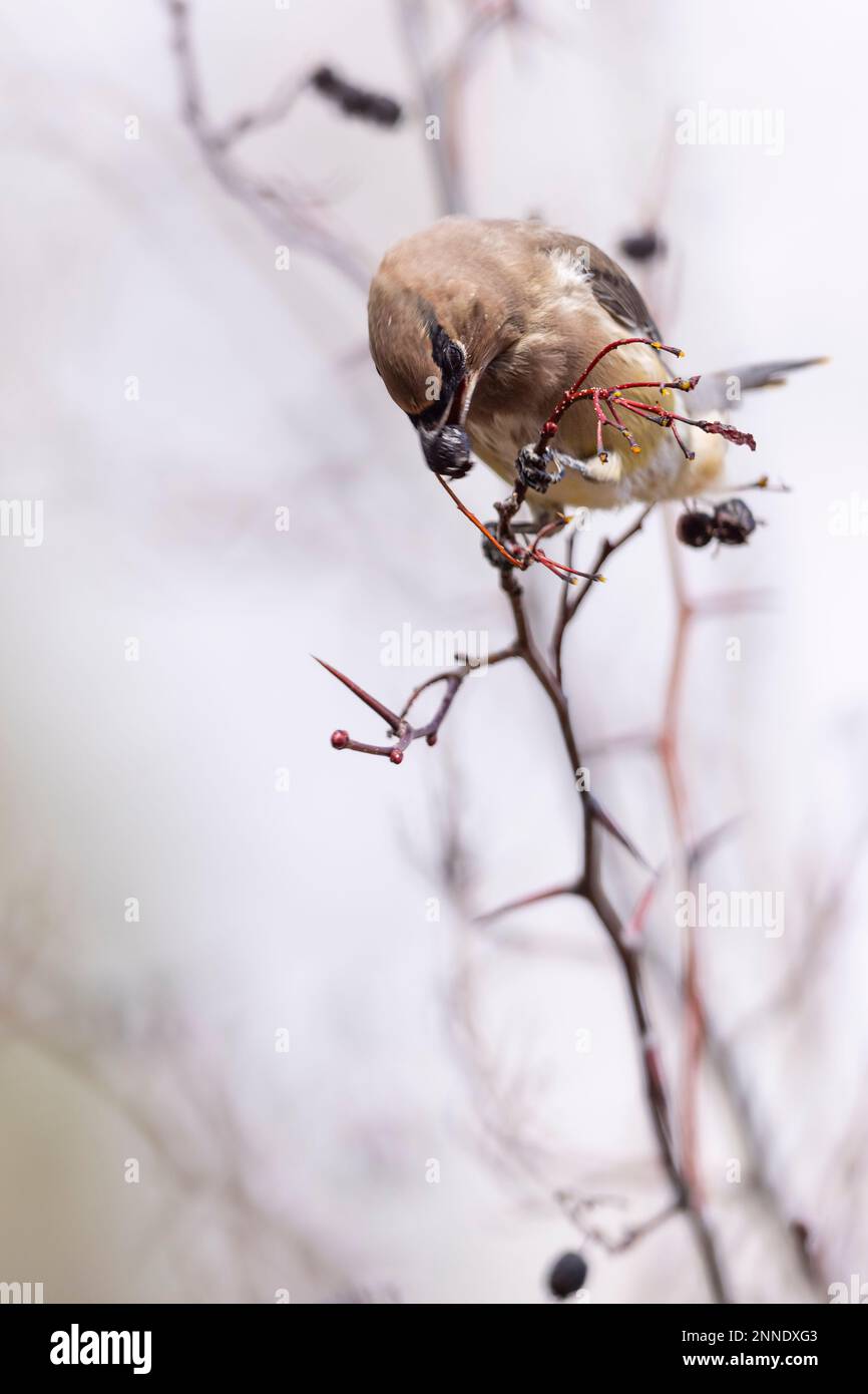 Ceretta di raccogliere bacche da un albero. Foto Stock