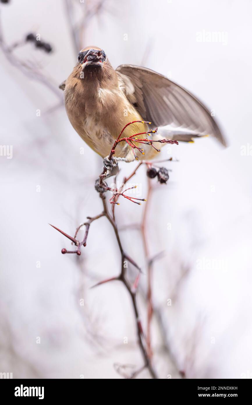 Waxwing arroccato su un albero. Foto Stock