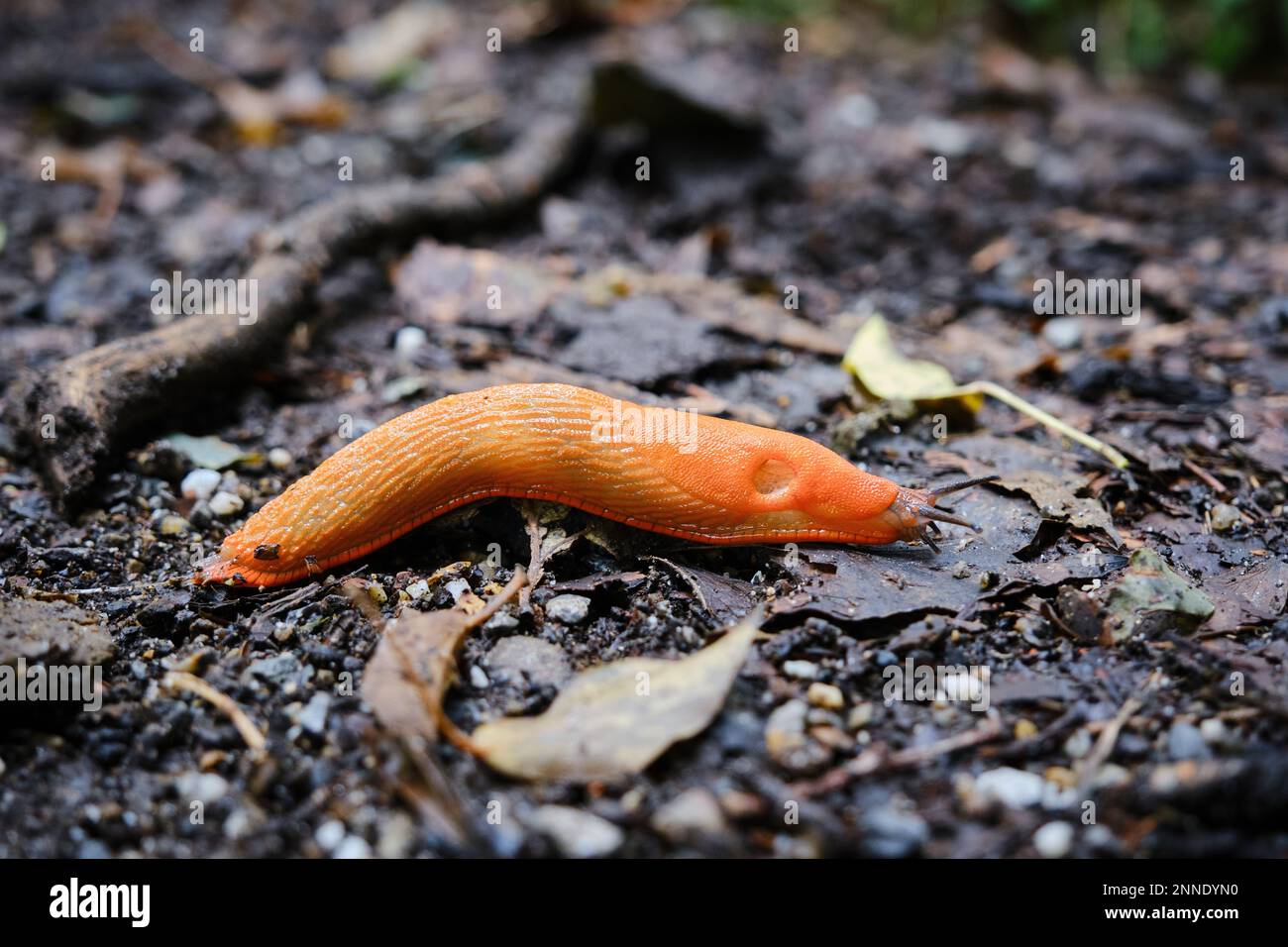 Primo piano della slug rosso, Arion rufus. Conosciuto anche come grande slug rosso, arion cioccolato e slug rosso europeo. Paesi Bassi, Limburgo, agosto 2021 Foto Stock