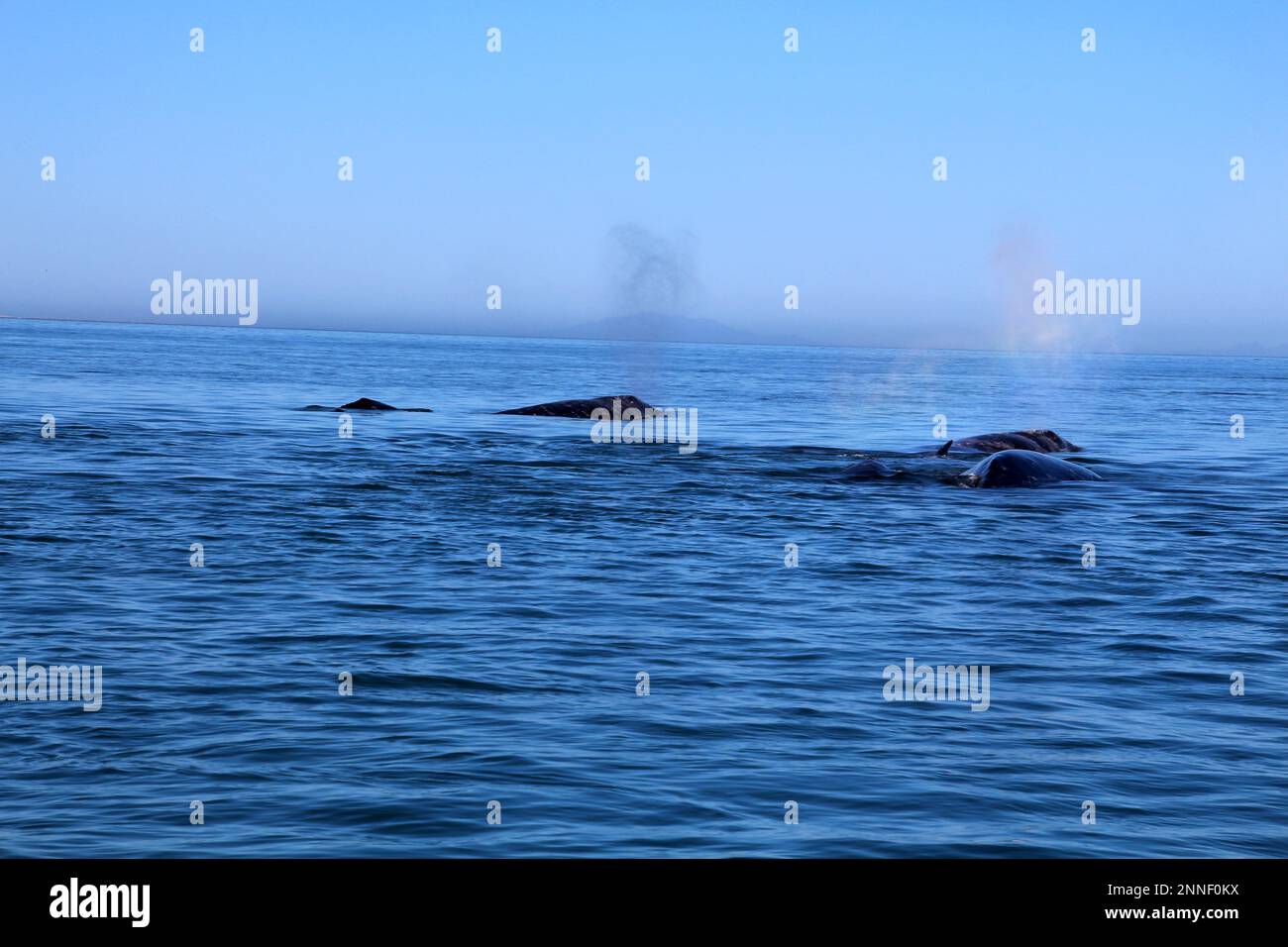 Avvistamento delle balene grigie in Messico, Baja California sur Foto Stock