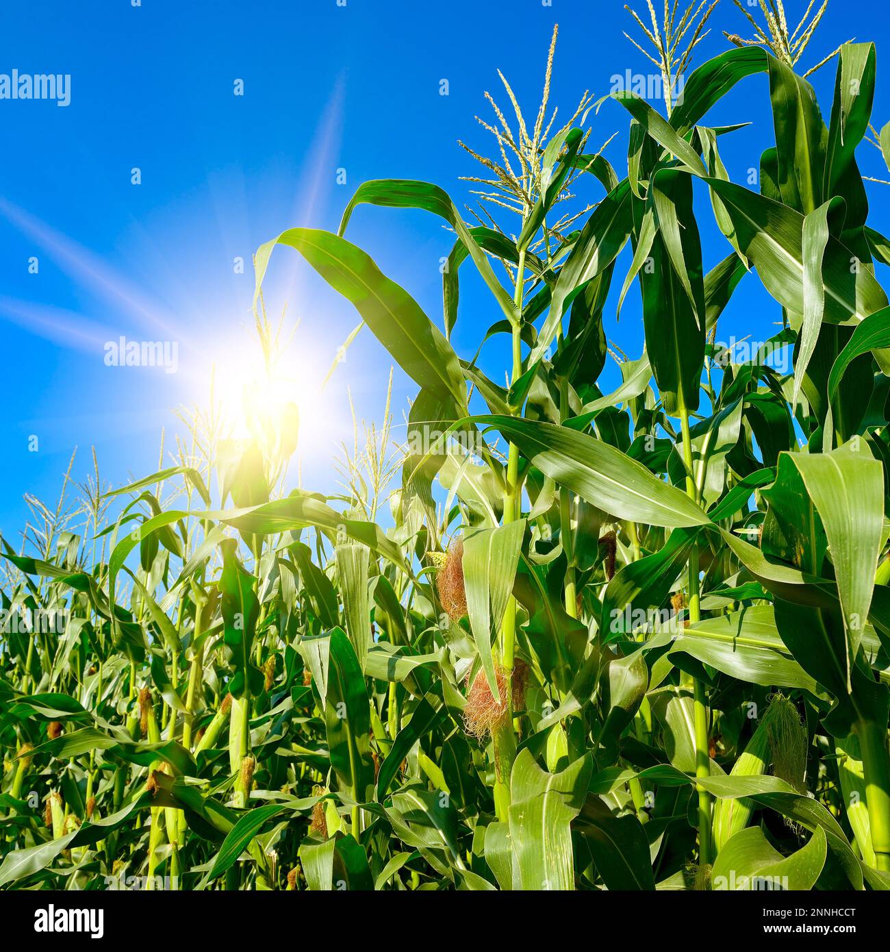 Sole che sorge nel cielo blu e campo di mais estivo. Foto Stock