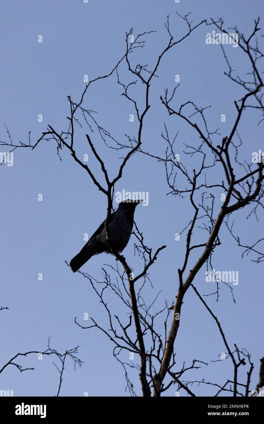 Un singolo corvo in un albero Foto Stock