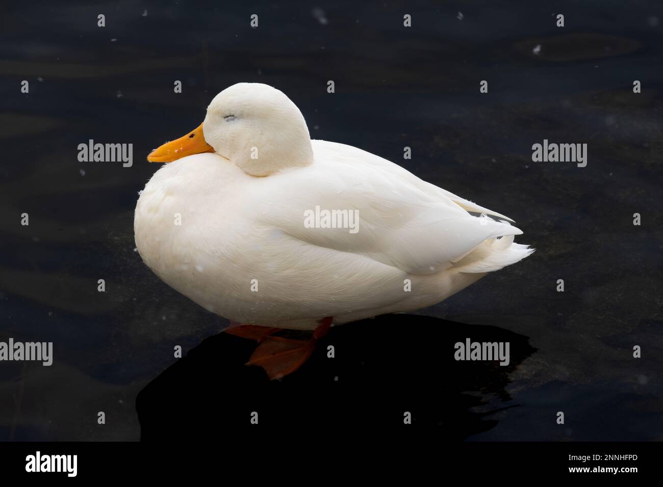 Un'anatra di mallardo bianca in uno stagno Foto Stock