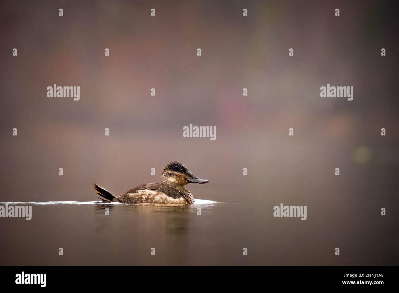 Una femmina Ruddy Duck si allontana pacificamente nei colori autunnali. Foto Stock