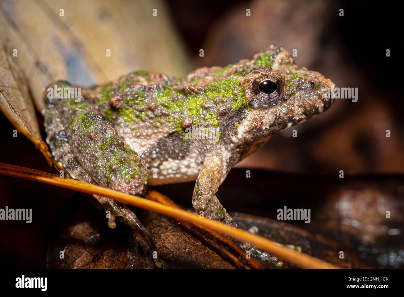 Profilo di una rana da cricket settentrionale con marcature verdi. Raleigh, North Carolina. Foto Stock