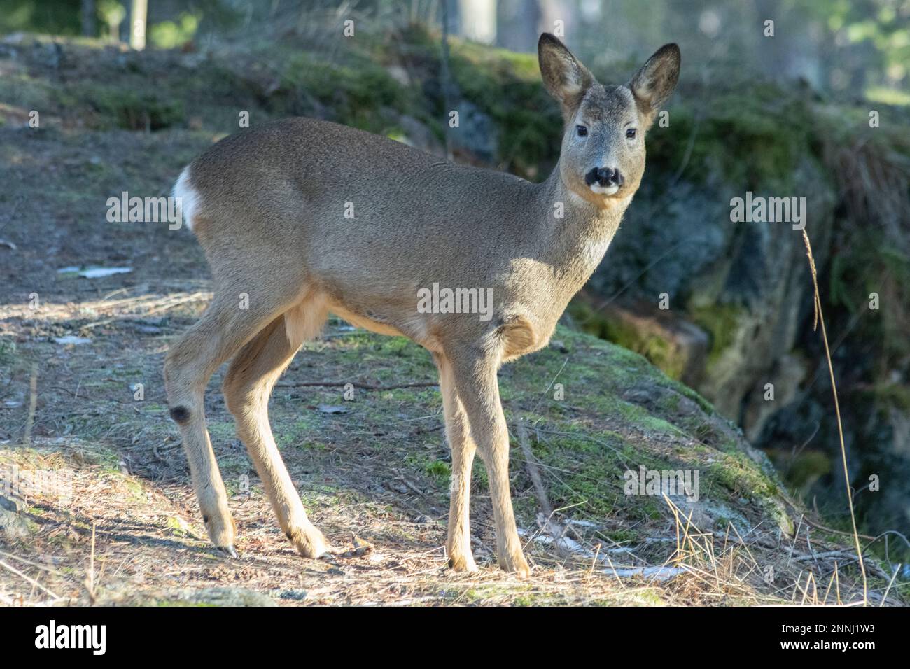 Capriolo in foresta Foto Stock