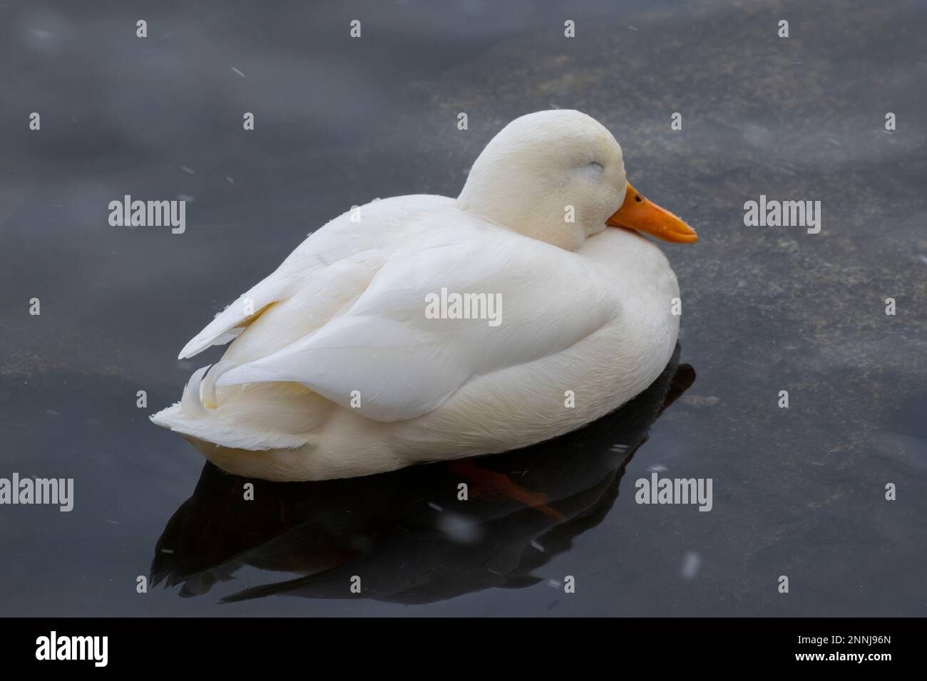 Un mallardo bianco che nuota in uno stagno Foto Stock