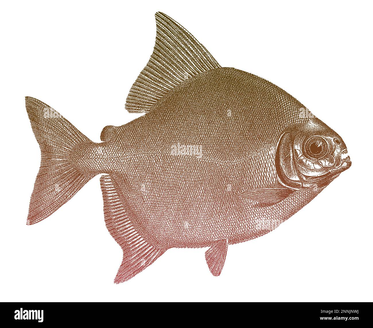 Tambaqui colossoma macromomum, pesce piranha dal Sud America Illustrazione Vettoriale
