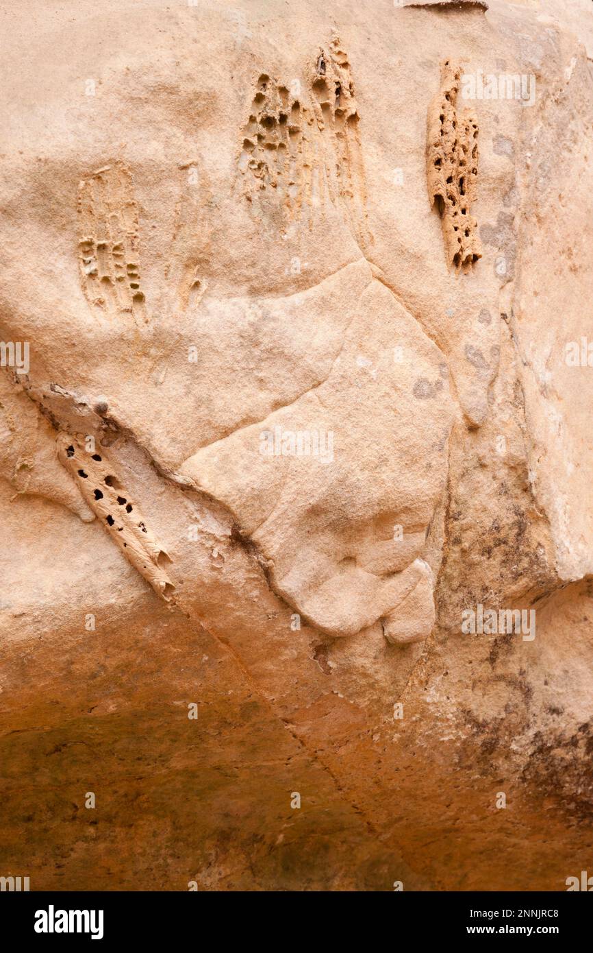 Fossile preistorico presso la Shawnee National Forest Foto Stock