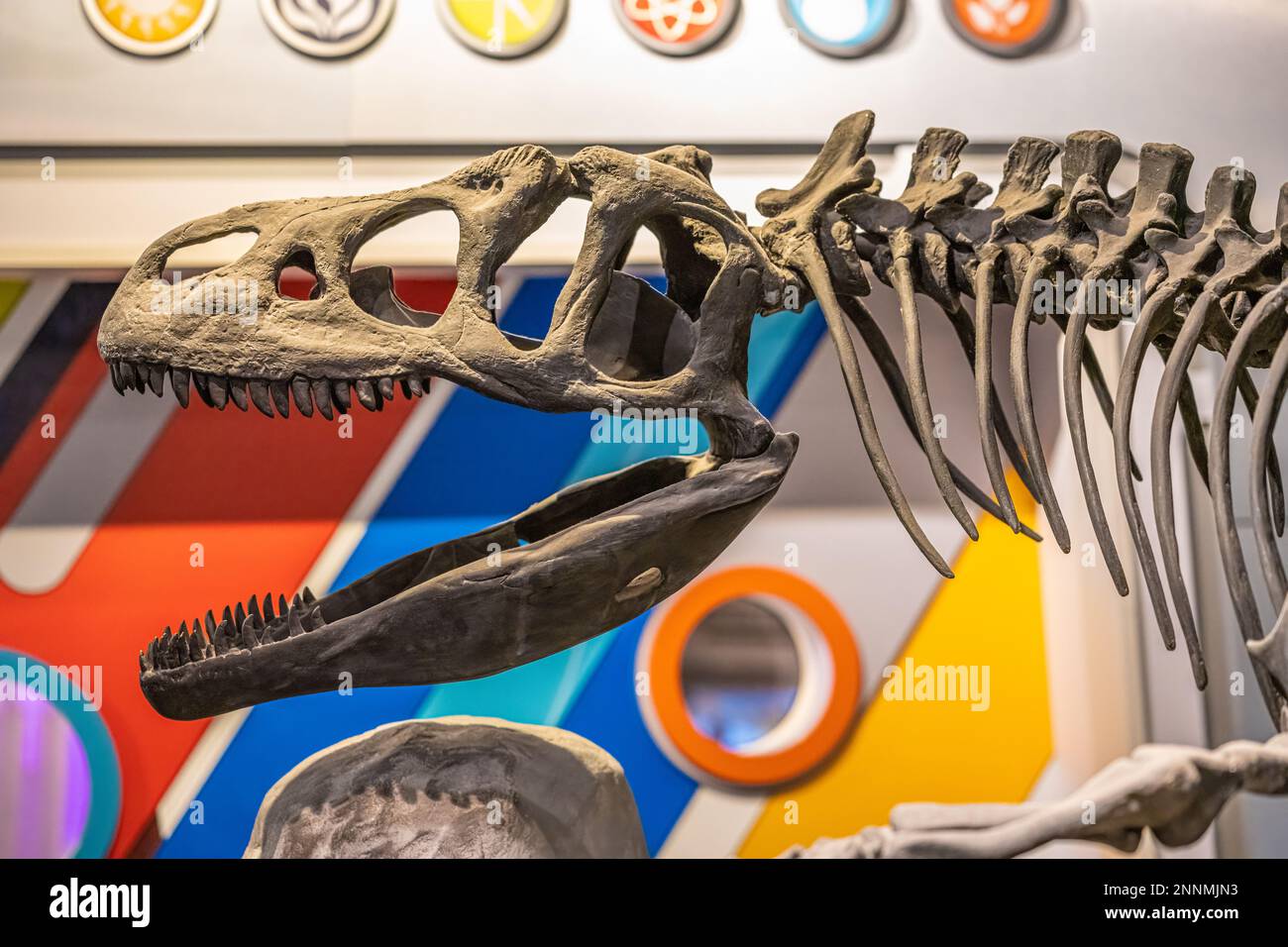 Lo scheletro fossile di Allosaurus al MSH (Museo della Scienza e della Storia) nel centro di Jacksonville, Florida. (USA) Foto Stock
