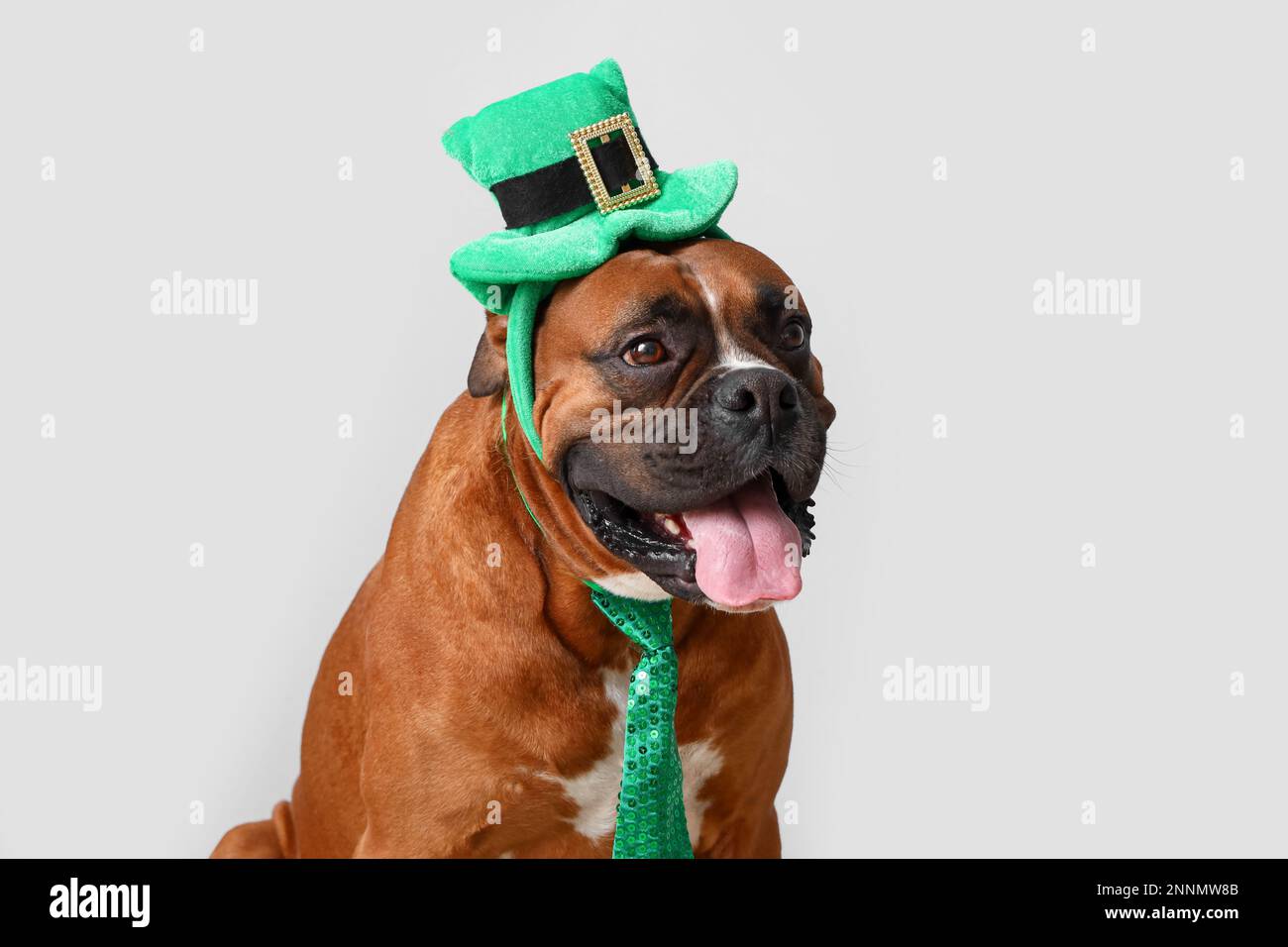 Cane Boxer con cappello Leprechaun e cravatta su sfondo chiaro, primo piano  Foto stock - Alamy