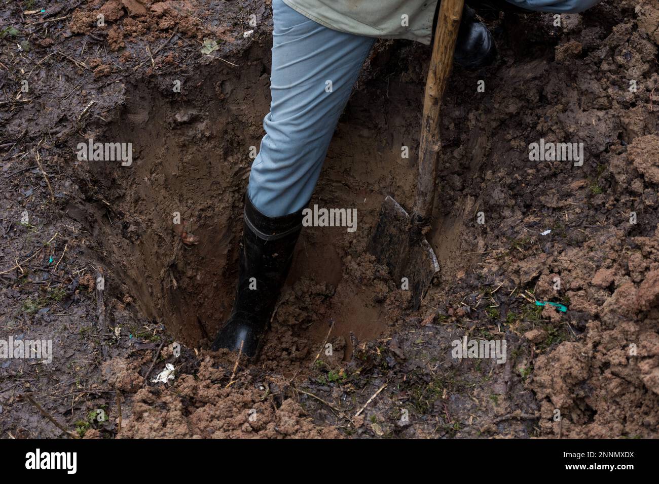 Un buco profondo per piantare giovani alberi da frutto, essere scavato da una gamba di mans in uno stivale e una pala in una giornata di ventosa Foto Stock