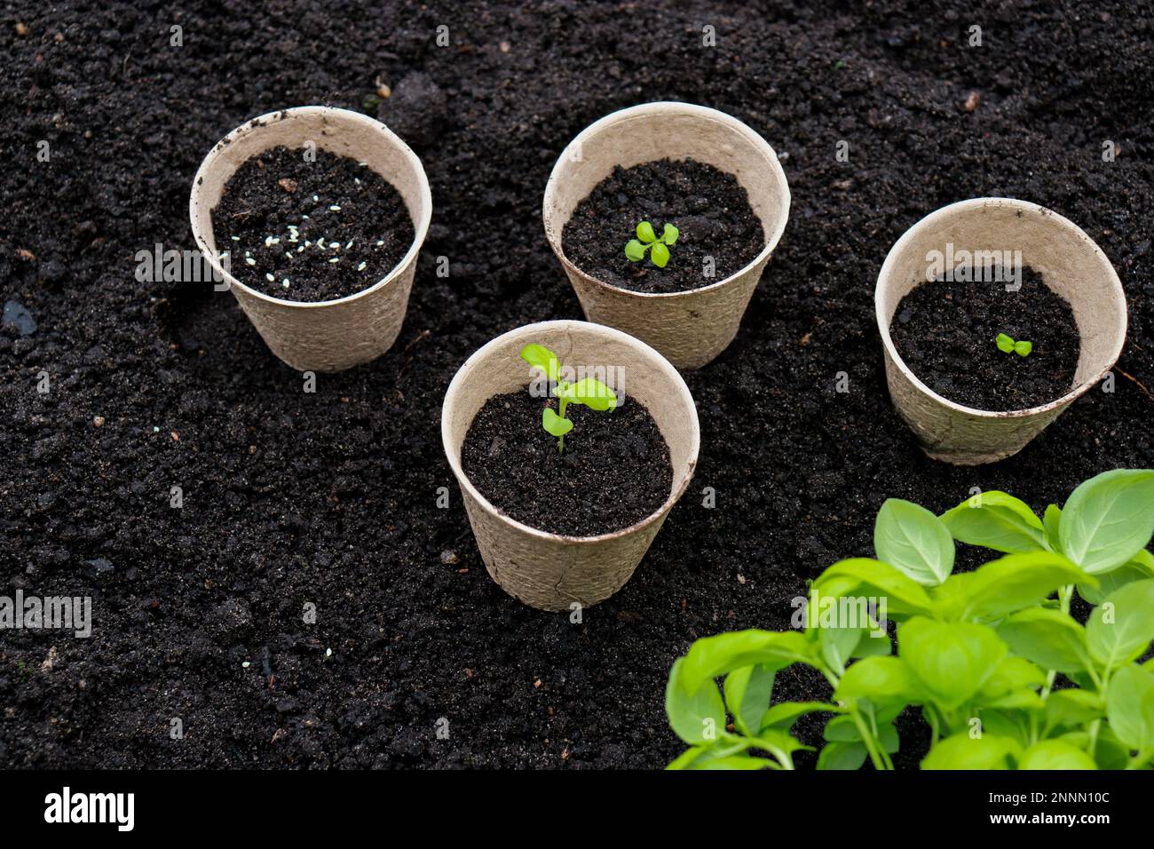 Pentole di torba con germogli piccoli su sfondo di suolo. Zero rifiuti e concetto di eco-assistenza. Foto Stock